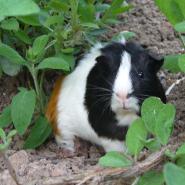 Wasserschweinchen