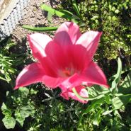 ClaraLilian