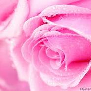 lovelyrose99