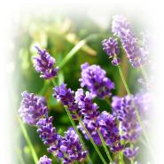 lavandula