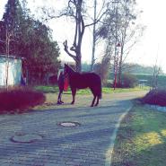 Liena