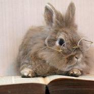 BooksBunny