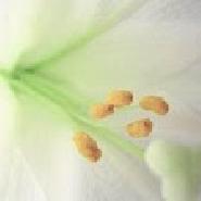 Lilyfields