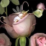 ginnyrose