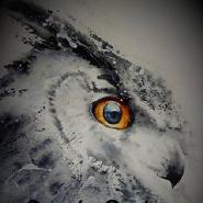DarkOwl