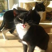 Wolkenkatze