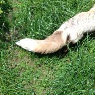 flausche_fuchs
