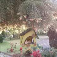 Gartenblume