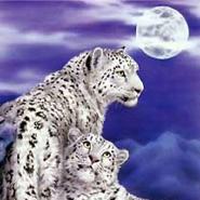 White_Tiger