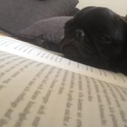 Lese-Mops