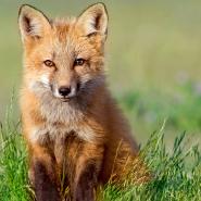 Krimifuchs