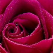 lovelydark