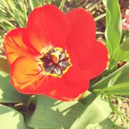 Christine_Foellmer-Maier