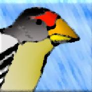 Fringilla