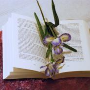 anys_sweet_bookworld