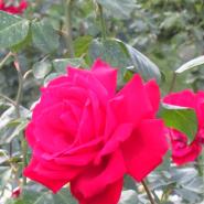 Buecherliebhaber92