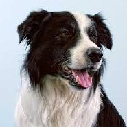 Dogsandbooks