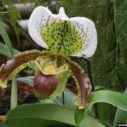 Orchidee41