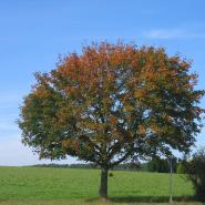 Odenwaldwurm