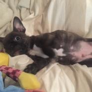 fropsmuddi