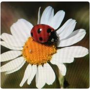Coccinella