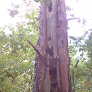 Fiobella