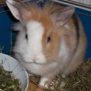 Fraeulein_Luder