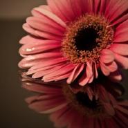 Fleur91