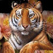 Alpha