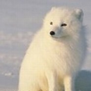 ArcticFox
