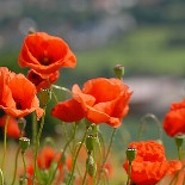 Coquelicot