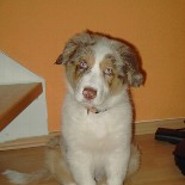 Falvina