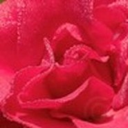 Floria