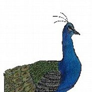 FrlZitrone