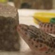 Geckolino