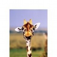 Giraffenhals