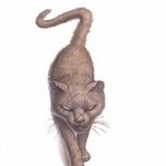Greebo