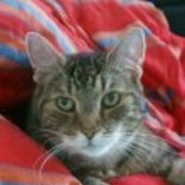 Kater Paul