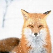 Kitsune