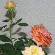 Margaritha12