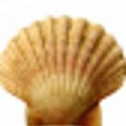 Meeresfan