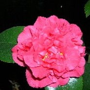 Mellie