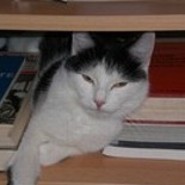Miau