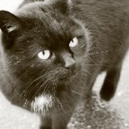 Mietze_Katze