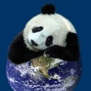Pandabear