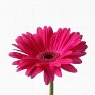 PinkeGerbera