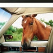 Pony
