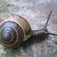 SchniggSchnaggSchnuggSchnegg