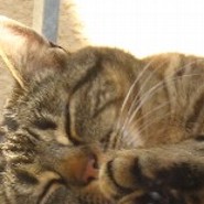 Schoggimuffin