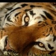 SibirischerTiger